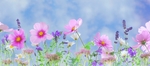鲜花