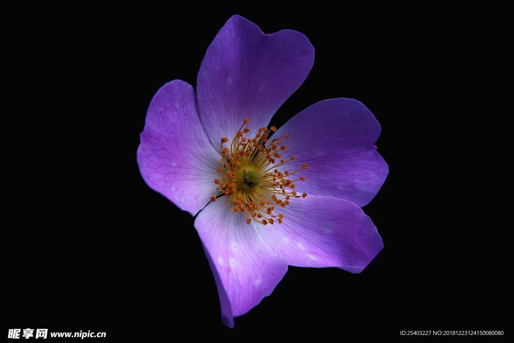 鲜花