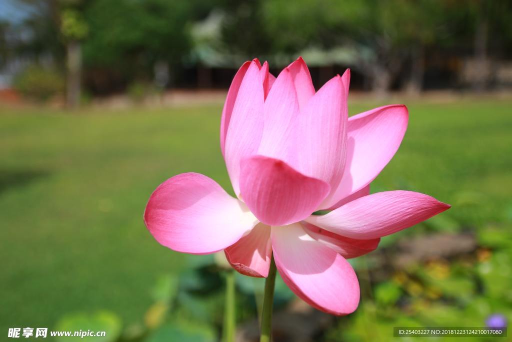 鲜花