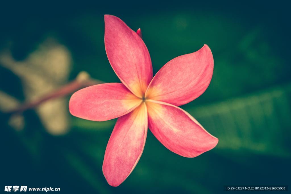 红花