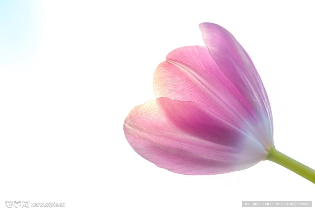 鲜花