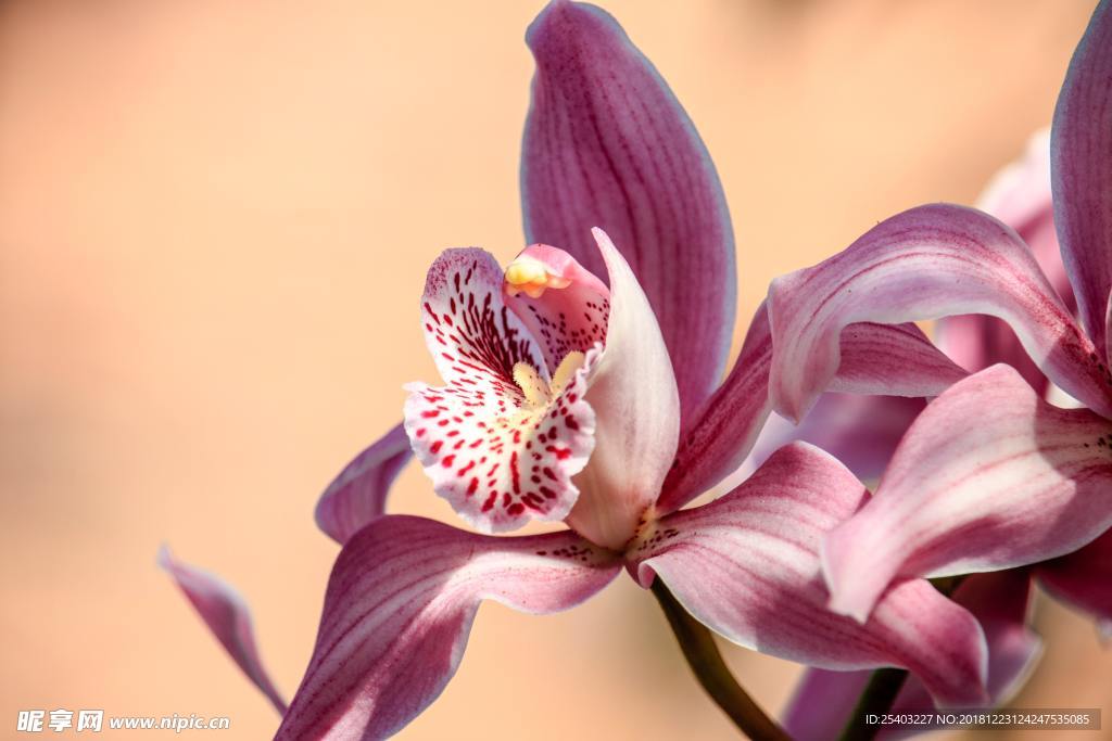 鲜花
