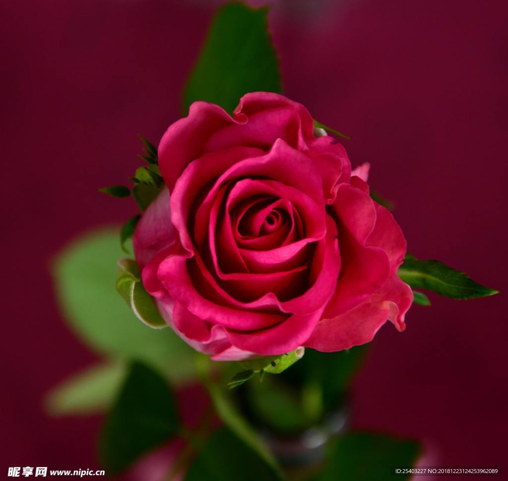 鲜花