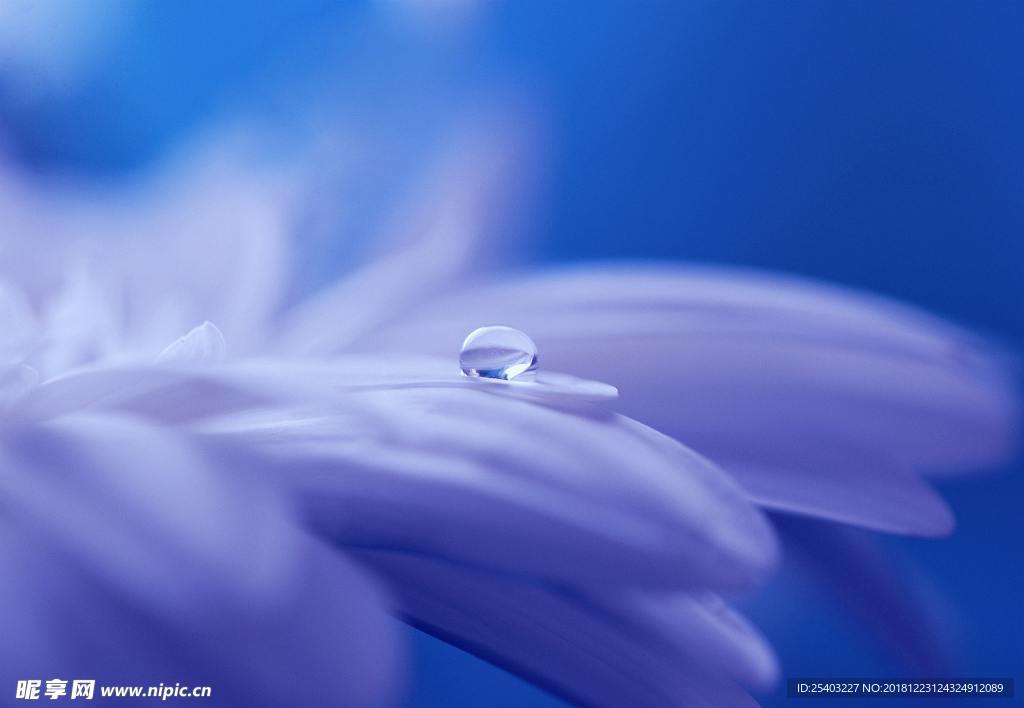 花瓣