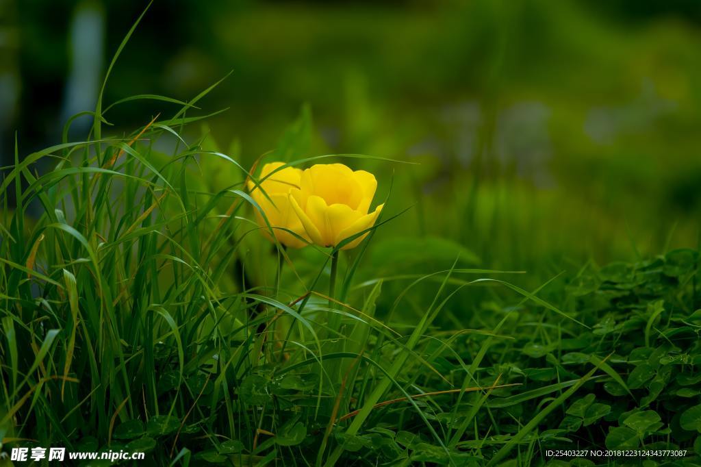 鲜花