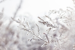 雪花