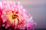 鲜花
