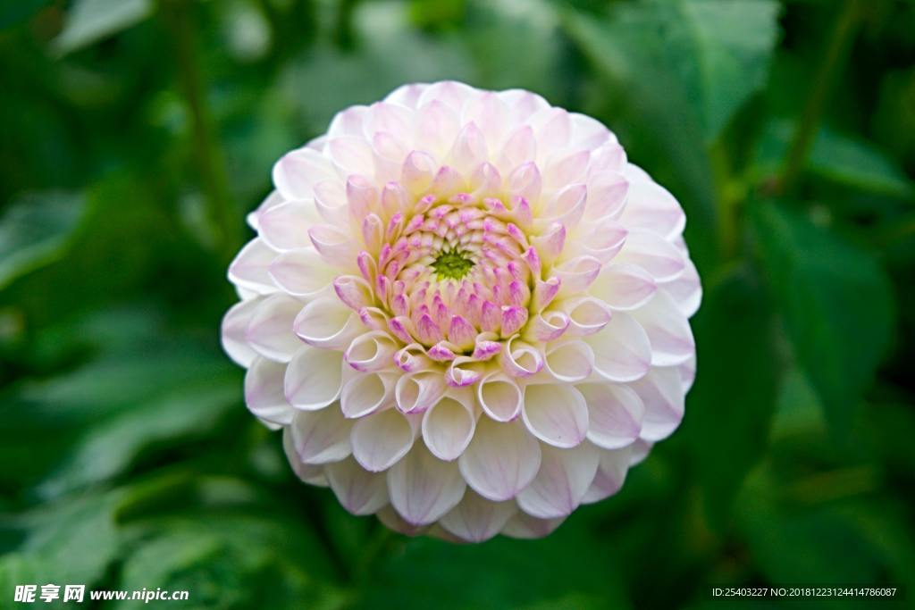 鲜花