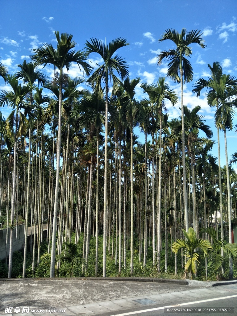 树林