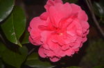 山茶花