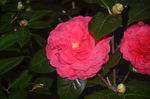山茶花