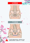骨盆图