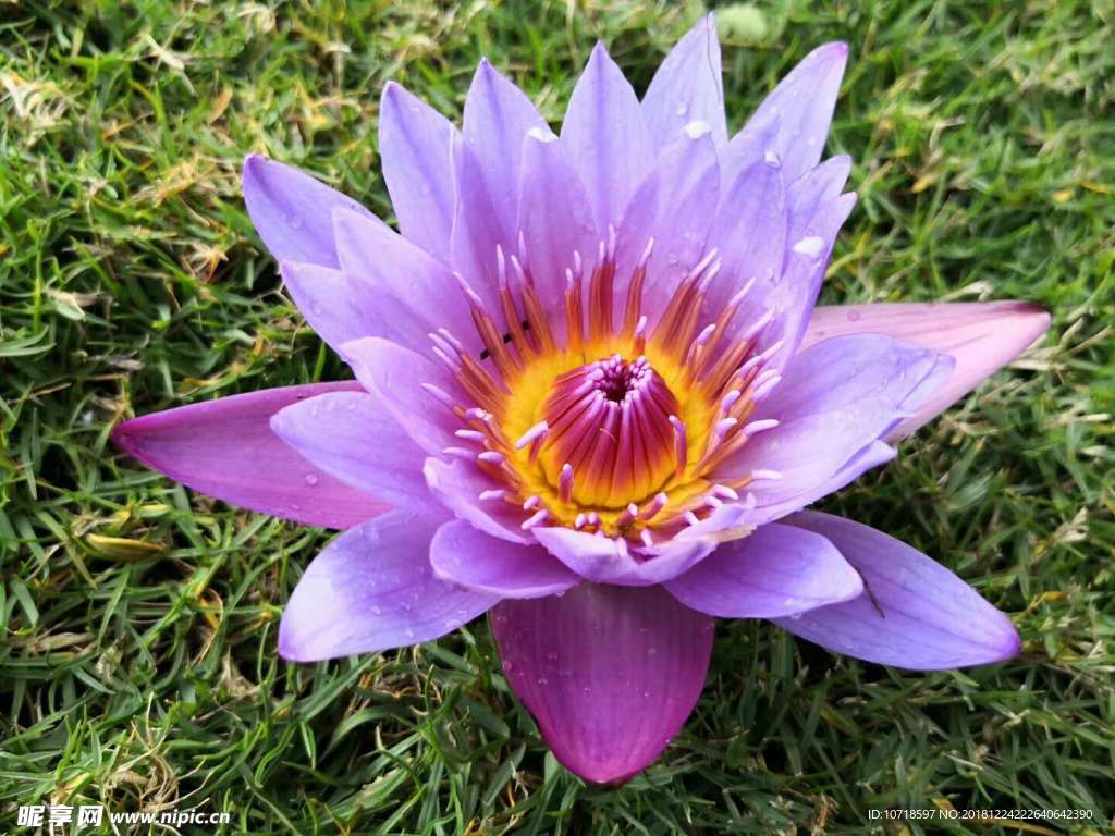 红花