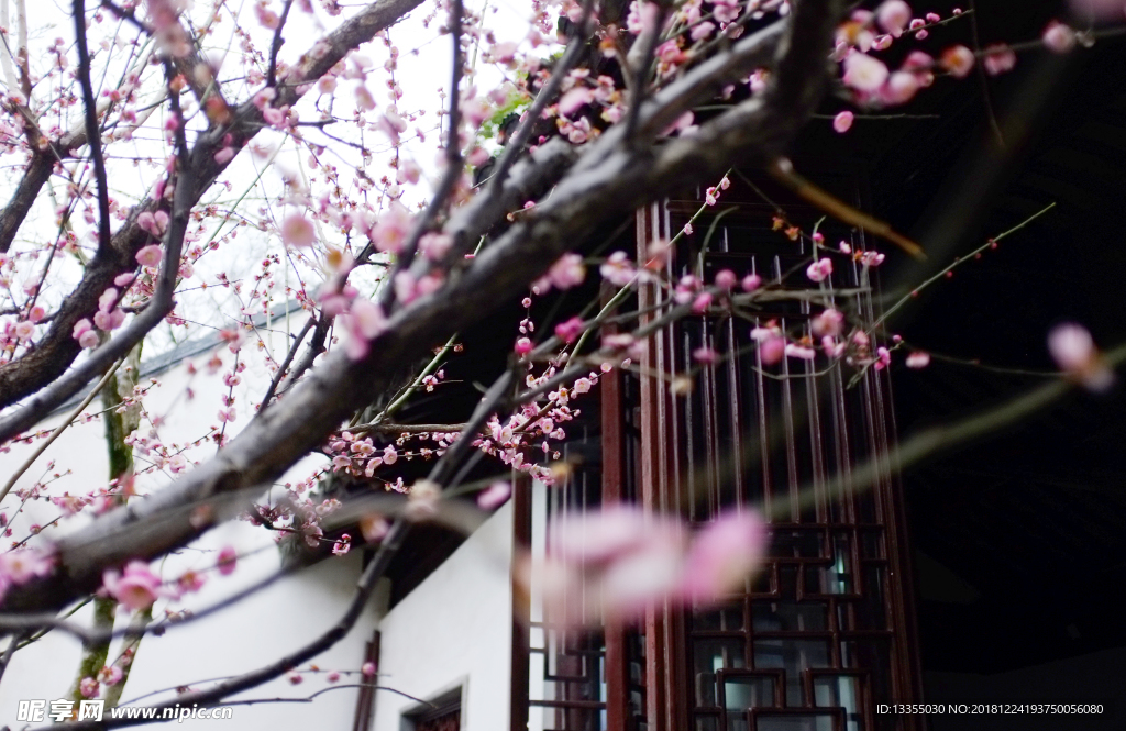 苏州 花开冬季