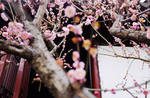 苏州 花开冬季