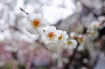 苏州 花开冬季