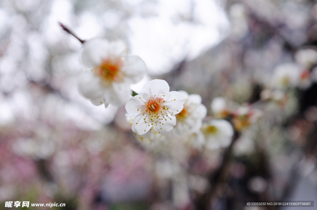 苏州 花开冬季