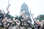苏州 花开冬季 玲珑宝塔