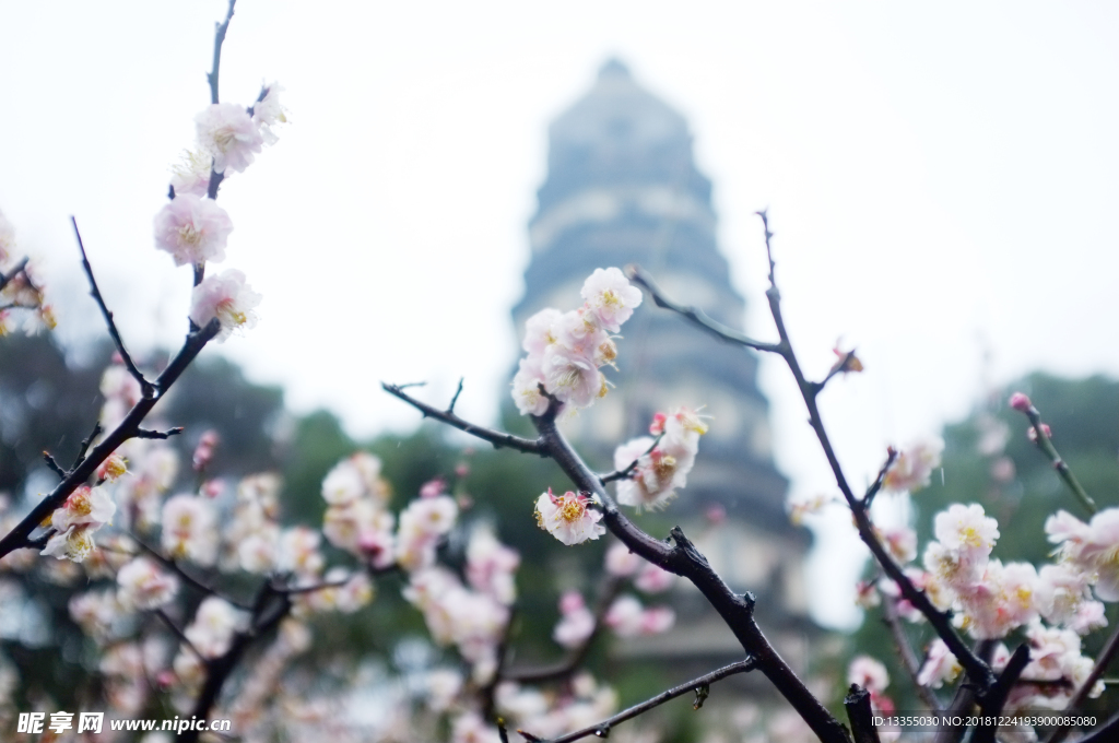 苏州 花开冬季 玲珑宝塔