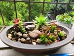 植物