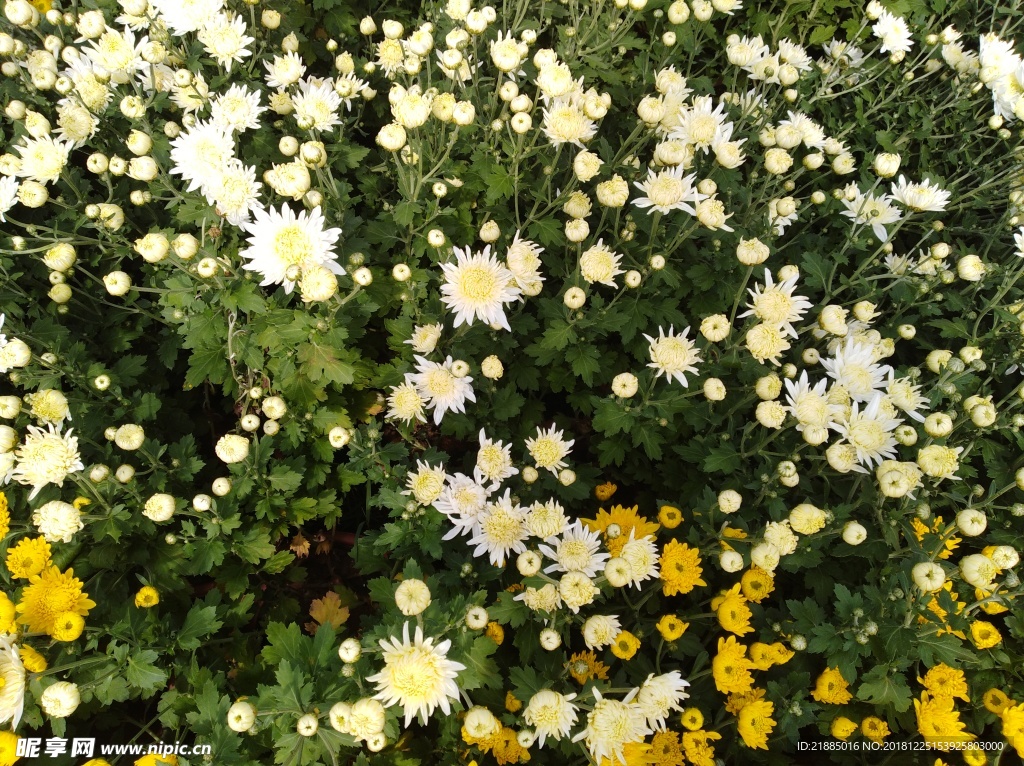 菊花