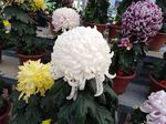 白菊花
