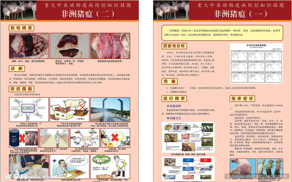 非洲猪瘟海报挂图