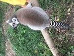 环尾狐猴