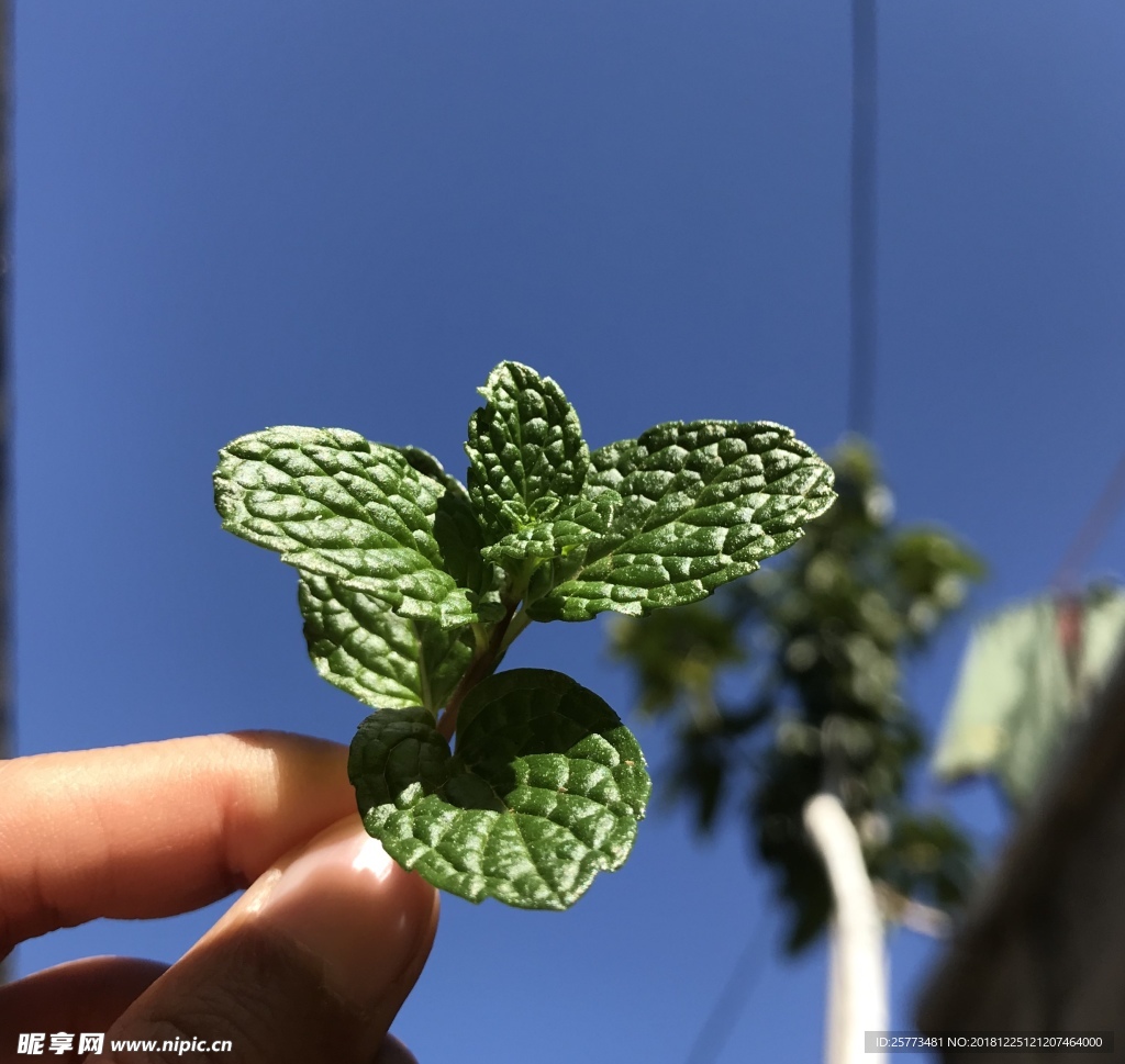 薄荷 天空