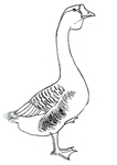 鹅