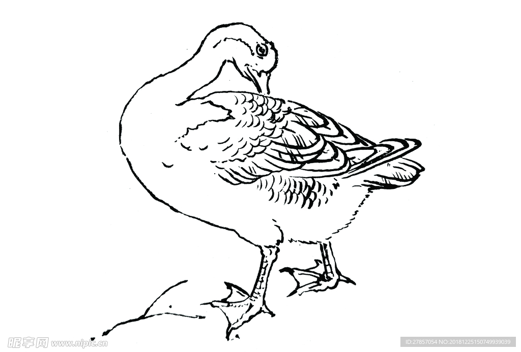鹅