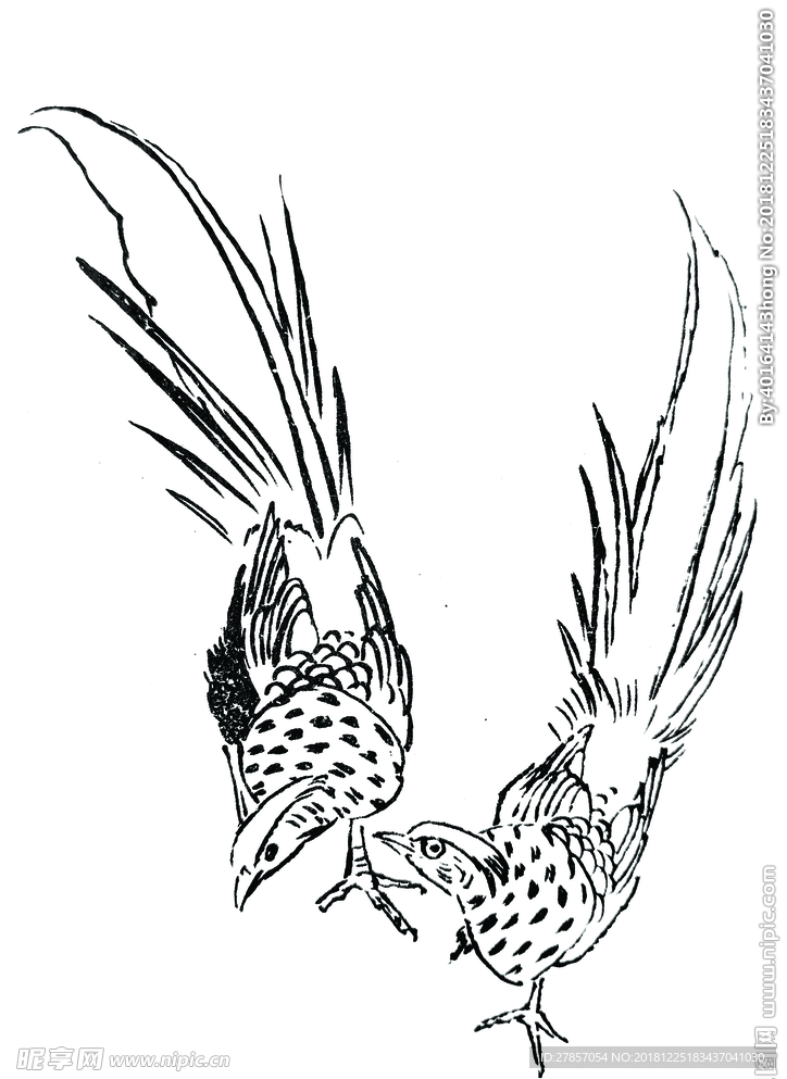山鸡