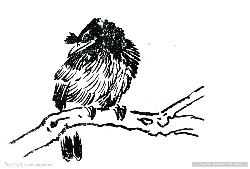 八哥鸟