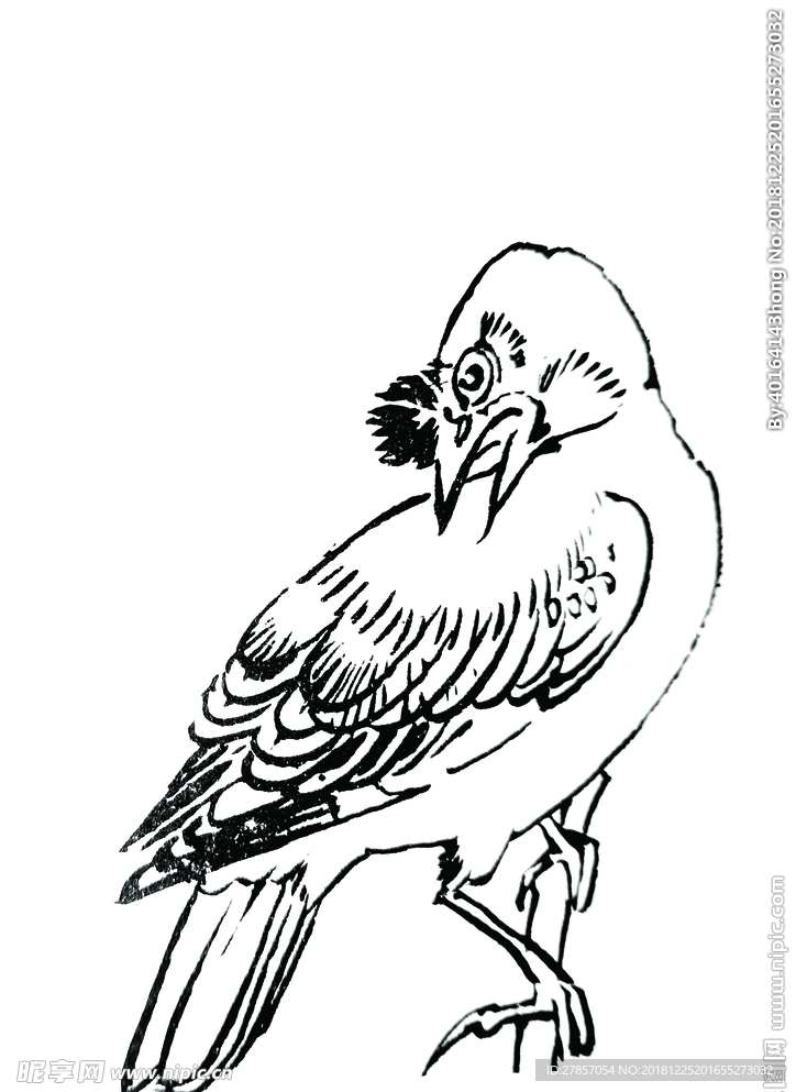 八哥鸟