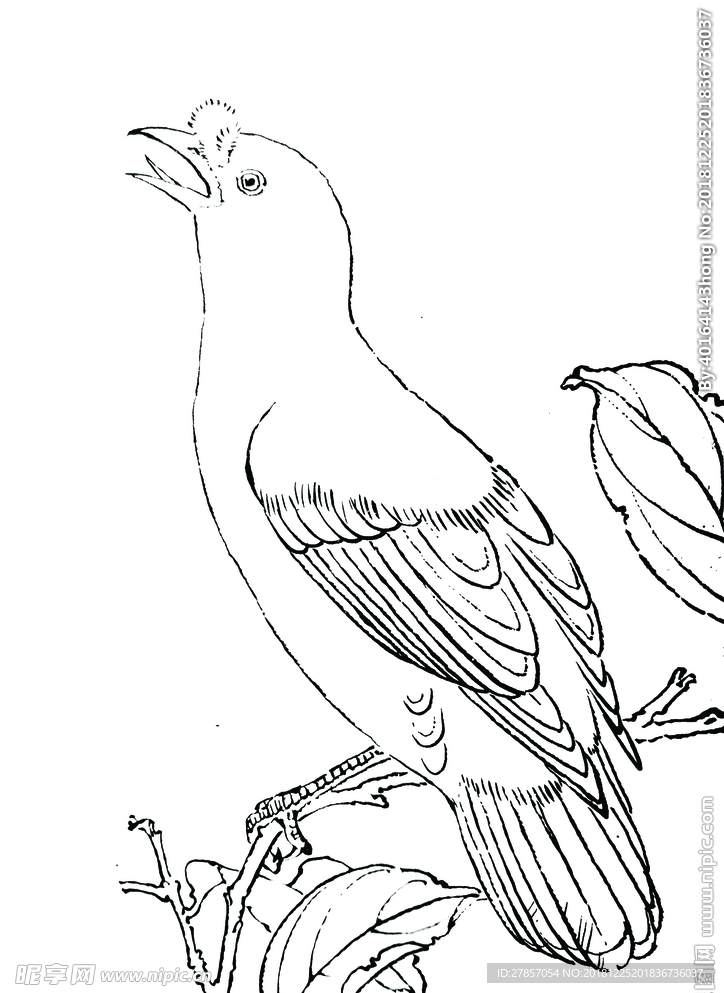 八哥鸟