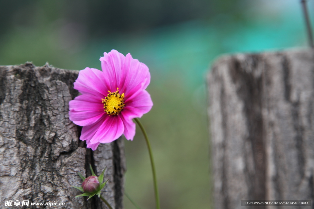 格桑花