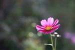 小花
