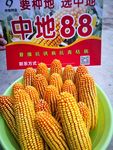 中地88