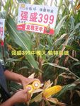强盛399
