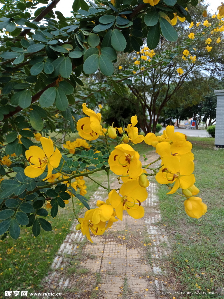 黄花