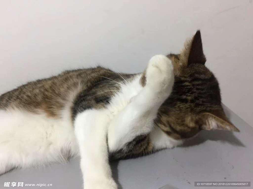 花猫
