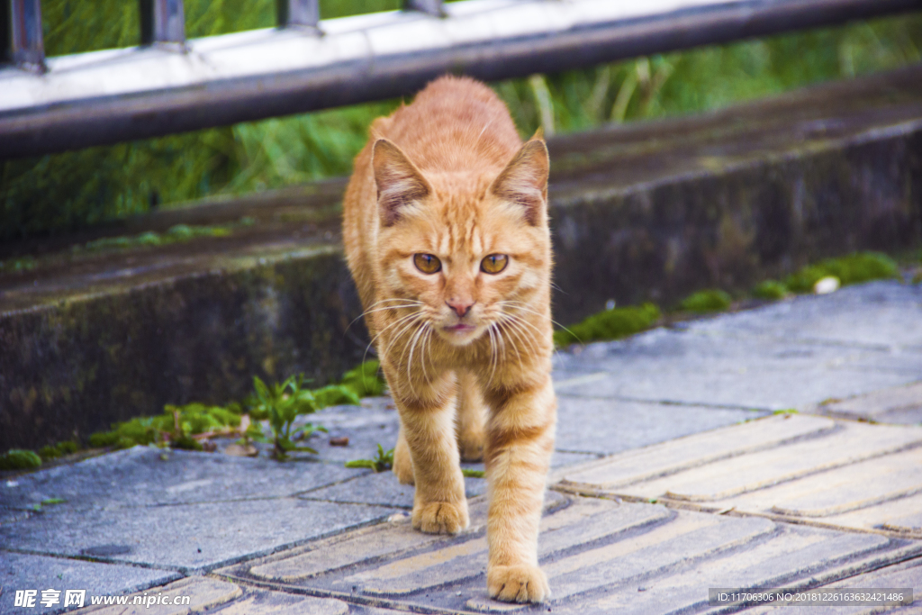 黄猫