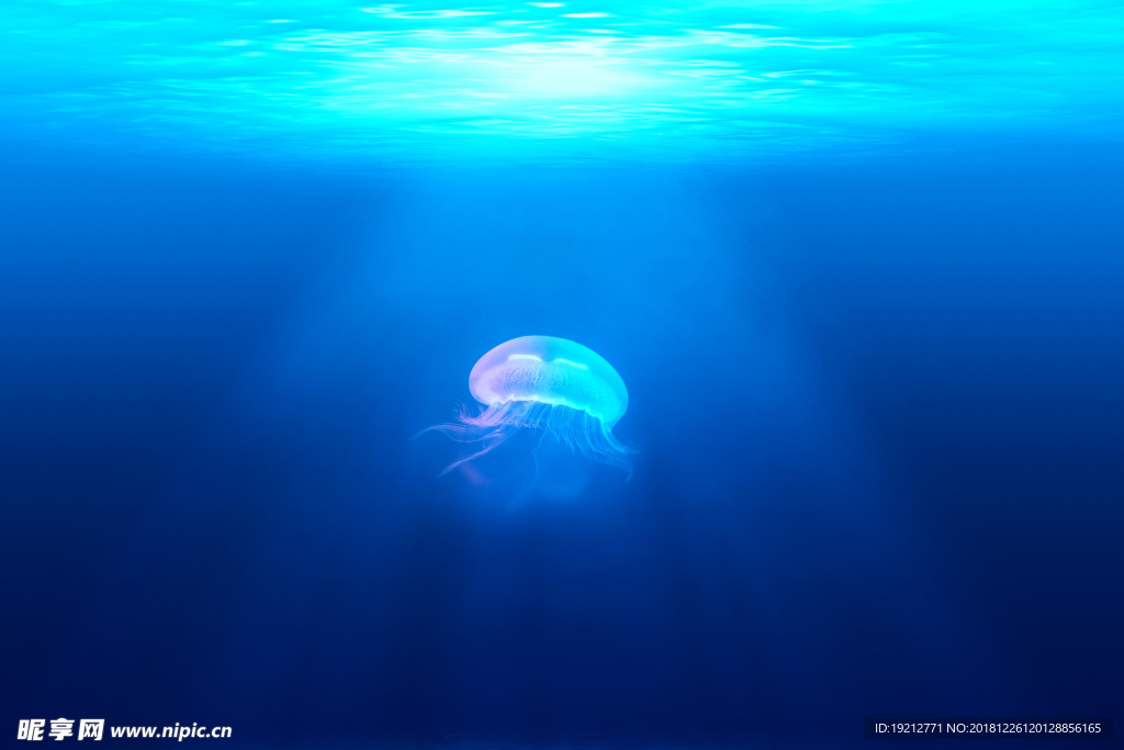 海底世界 海蜇
