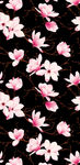 粉色木兰花 玉兰花