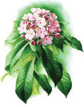 手绘丁香花