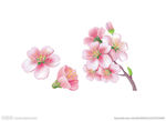 桃花 花卉