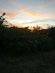 夕阳
