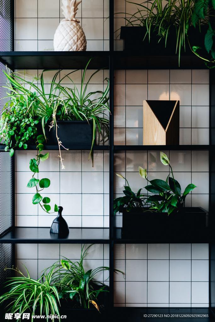 植物