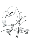 麻雀