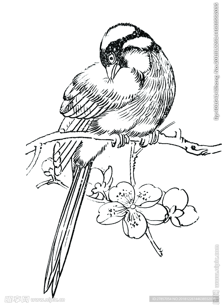 鹡鸰